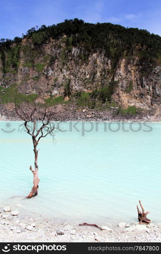 Tree in the crater lake Kawah Putih near Bandung, Indonesia