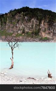 Tree in the crater lake Kawah Putih near Bandung, Indonesia