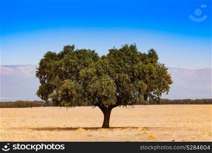 Tree in the dry field. The pasture during the summer in the center of Spain