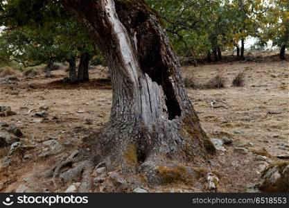 Tree in the field with a hole in its trunk. Old oak in the field with a hole in its trunk