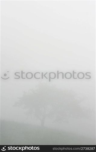 tree in the fog in the Carpthian Mountains