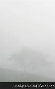 tree in the fog in the Carpthian Mountains