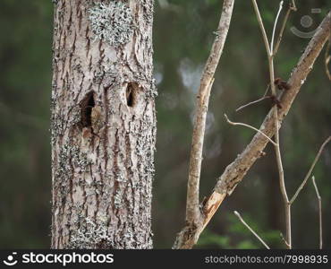 tree in the forest