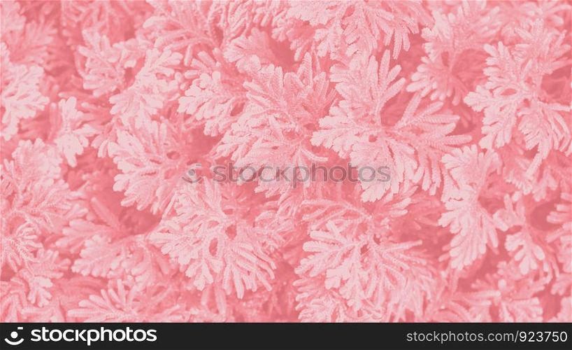 Tree in the garden coral color background