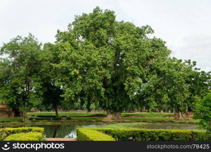 tree in the historical park in sukhothai. The Sukhothai Historical Park Covers the ruins of Sukhothai, capital of the Sukhothai kingdom in the 13th and 14th centuries, in what is now the north of Thailand. It is located near the modern city of Sukhothai, capital of the province with the same name. There are 193 ruins on 70 square kilometers of land.