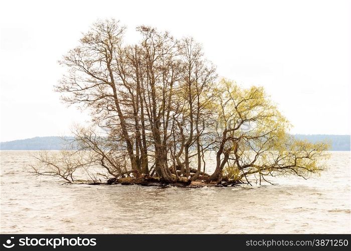 Tree in the lake at Sigtuna - Sweden