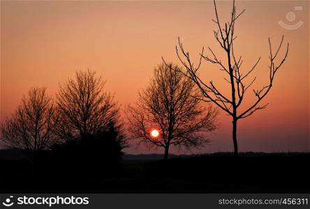 Tree in the meadows in the countryside at sunset dutch netherlands spring. Tree in the meadows in the countryside at sunset dutch netherlands