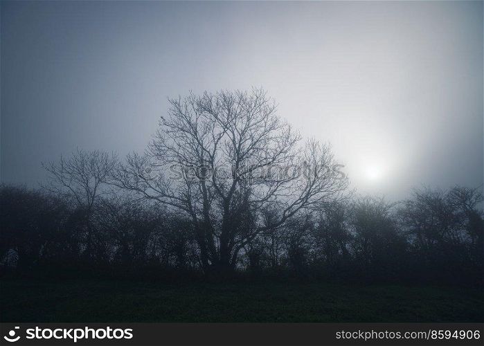 Tree in the mist without leaves on a cold morning in a rural scenery