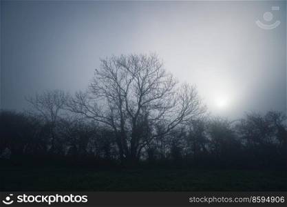 Tree in the mist without leaves on a cold morning in a rural scenery