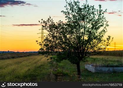 Tree in the orchard at sunset. Countryside sunset