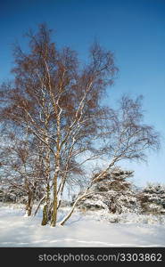 Tree in the snow.