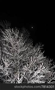 Tree in the snow, Night Scene photography