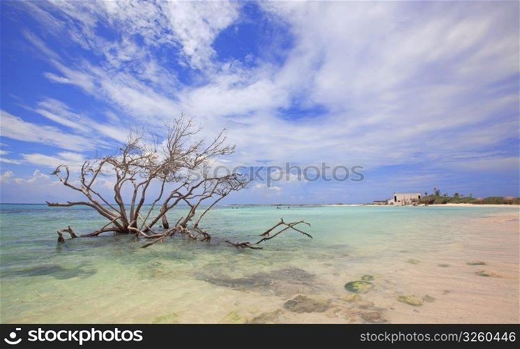 Tree in the water at Baby beach, Aruba. Baby beach
