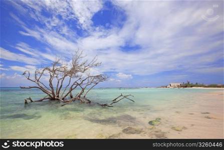 Tree in the water at Baby beach, Aruba. Baby beach