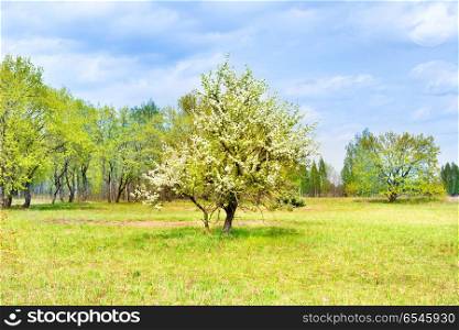 Tree in white flowers on green field. Tree in flowers on field