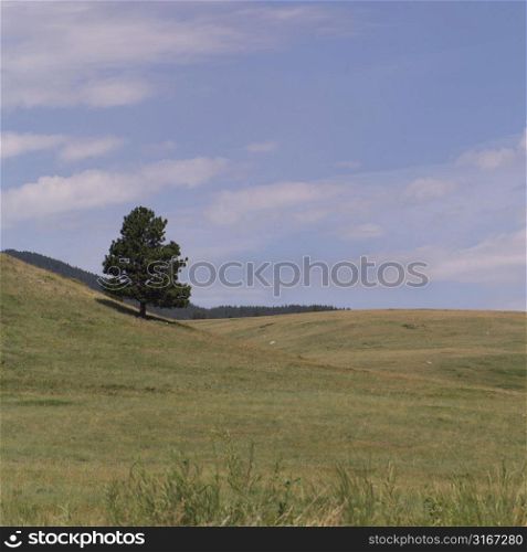 Tree in wide open rolling field