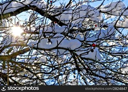 Tree in wintertime