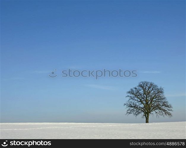 tree in wintertime. tree