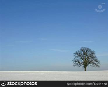tree in wintertime. tree