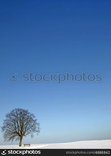 tree in wintertime. tree