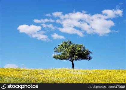Tree in yellow field at alentejo region,Portugal