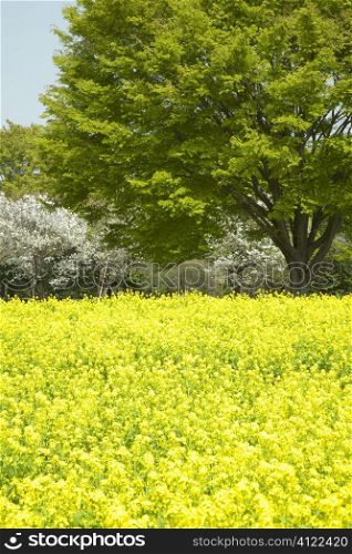 Tree in yellow flower field