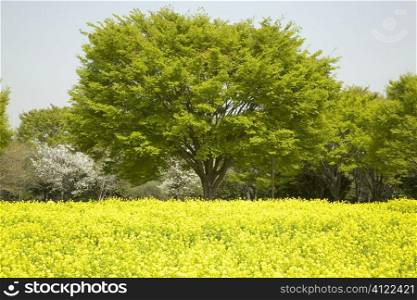 Tree in yellow flower field