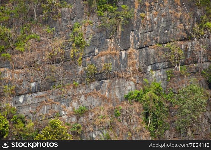 tree is up at the cliff. Tree perched on the cliff of a steep mountain legs in nature.