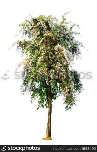 Tree ( Lagerstroemia speciosa ) isolated on white background