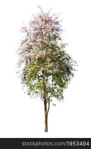 Tree ( Lagerstroemia speciosa ) isolated on white background