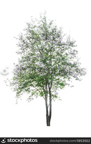 Tree ( Lagerstroemia speciosa ) isolated on white background