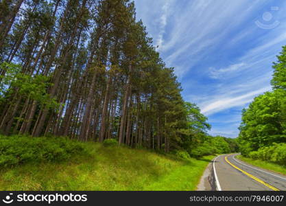 Tree landscape