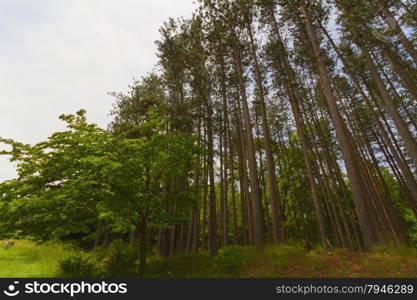 Tree landscape