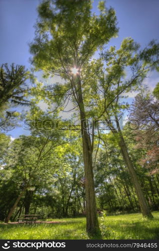 Tree landscape