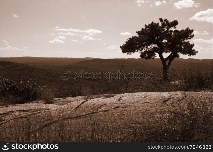 Tree landscape in sepia