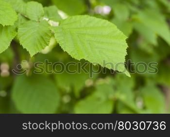Tree leaf closeup. Green leaf on blurred background. Closeup