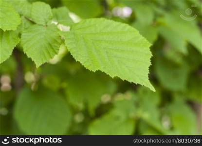 Tree leaf closeup. Green leaf on blurred background. Closeup
