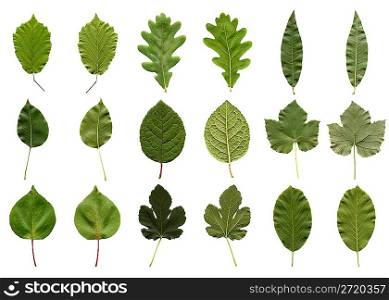 Tree leaves collage - isolated over white background - front and back