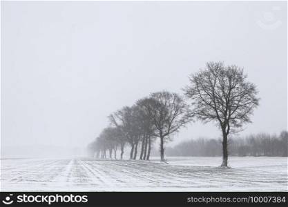 tree line in snow covered meadow near utrecht in the netherlands on misty winter day