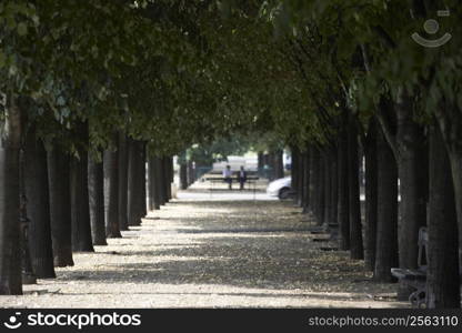 Tree Lined Boulevard,Paris,France