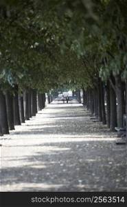 Tree Lined Boulevard,Paris,France