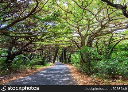Tree lined road in Iles des Pines, New Caledonia, SOuth Pacific