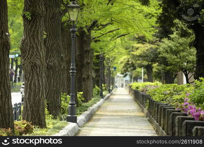 Tree-lined road,Lined with trees