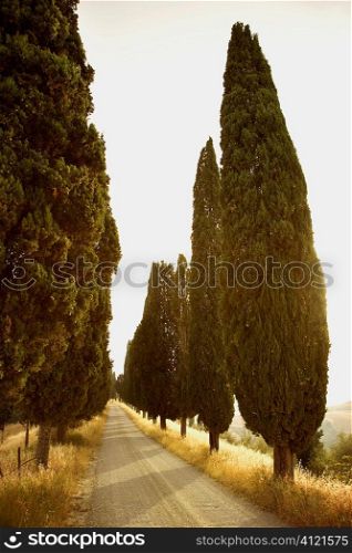 Tree-Lined Rural Road