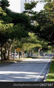 Tree-lined street, US-1, Miami, Florida, USA