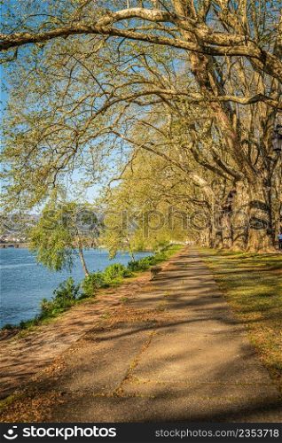 Tree lined walk along the Lima River at Alameda dos Platanos. Park bench in river side view in nature landscape, Ponte de Lima, Portugal