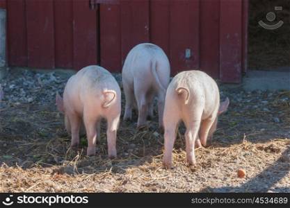 Tree little pigs with curly tails in a rural invironment