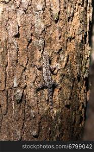 tree lizard taking sun bath in bark