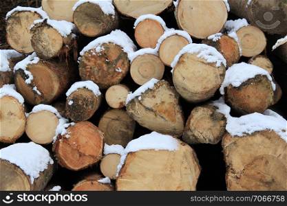 Tree logs in winter, prepared for a transport