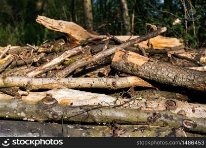 Tree logs lying on the ground in forest. Tree felling and logging. Tree logs lying on the ground in forest